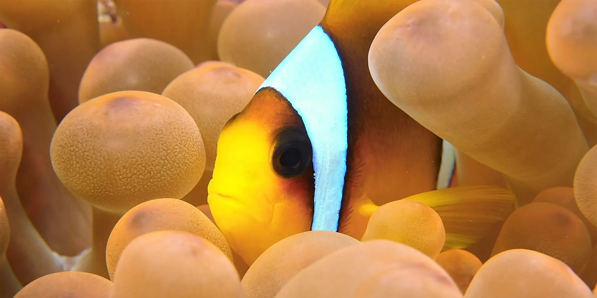 Nemo City
