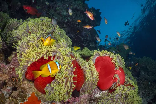 Nemo City