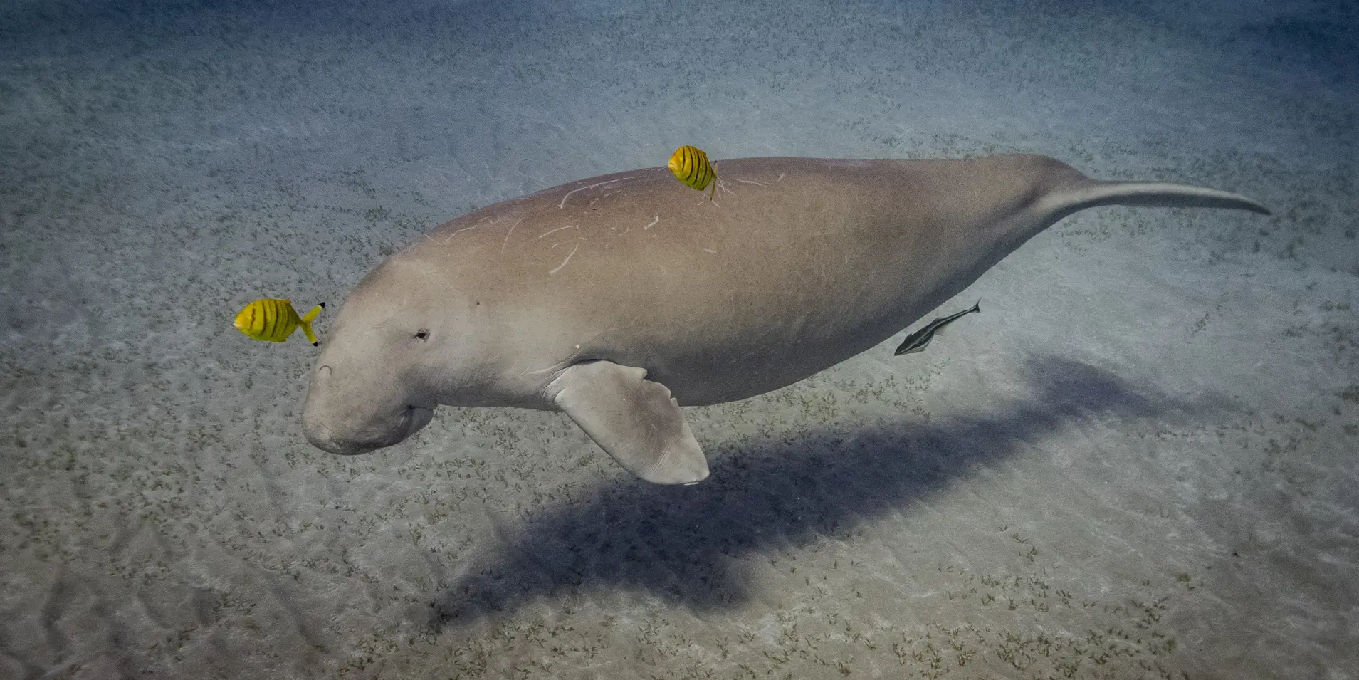 El Mina