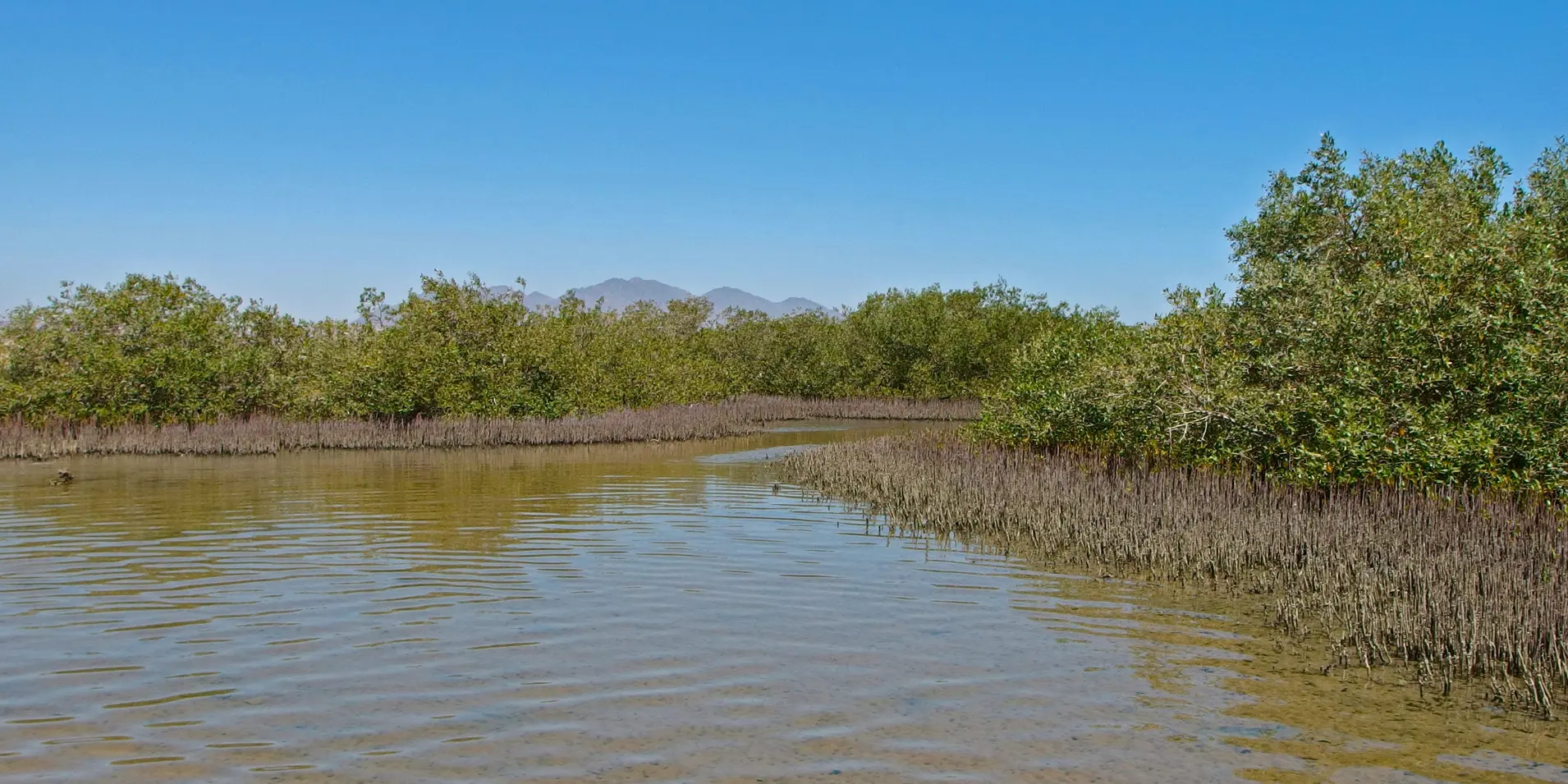 Mangrove Bay