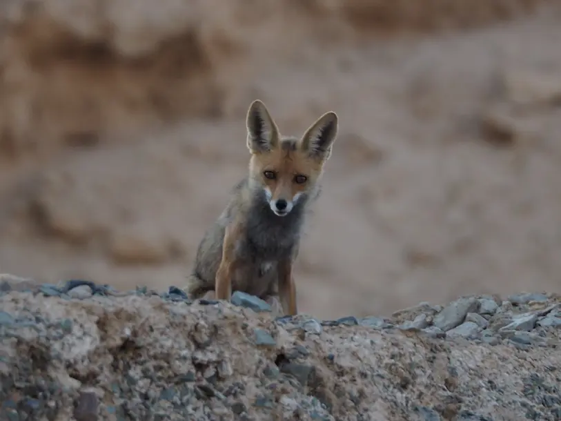 The Foxes are back!