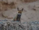 The Foxes are back!