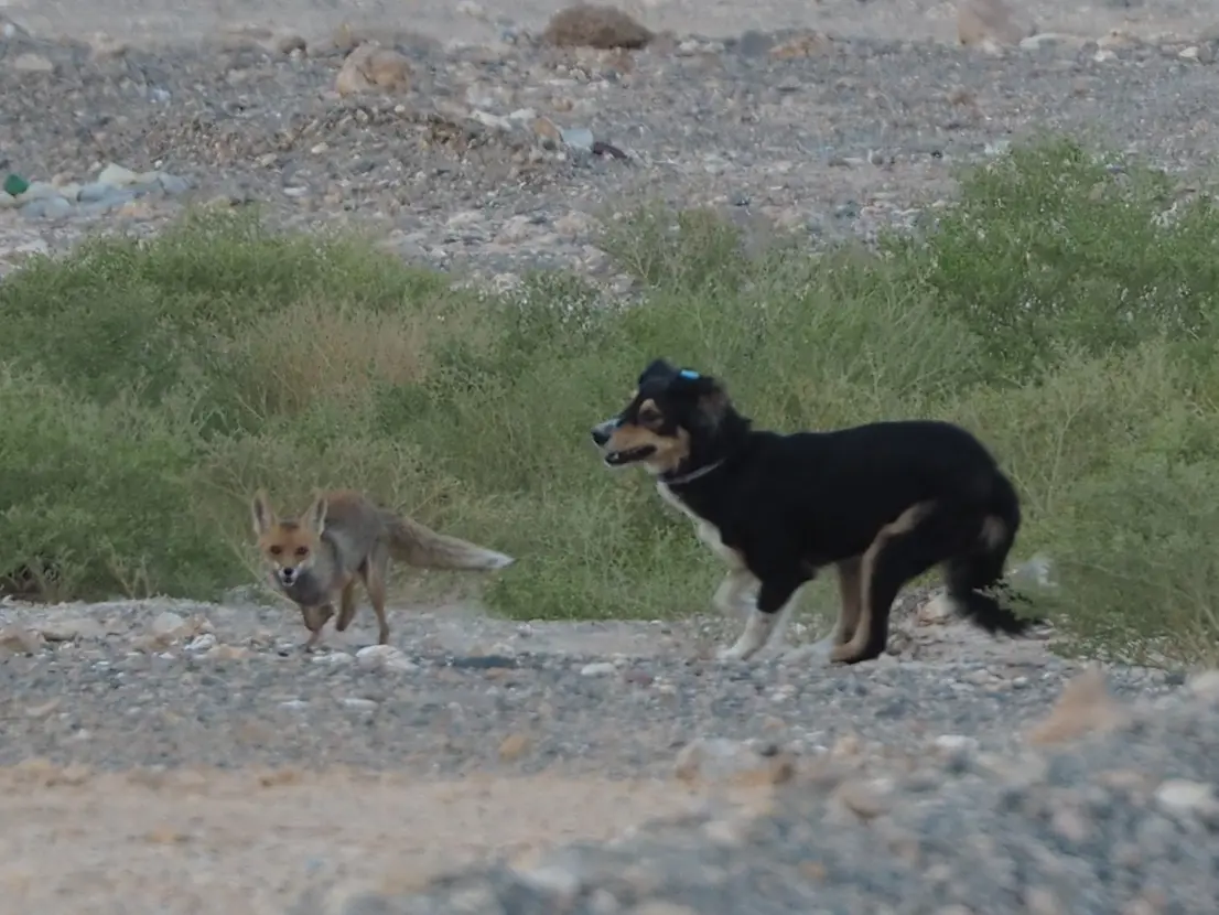 The Foxes are back!